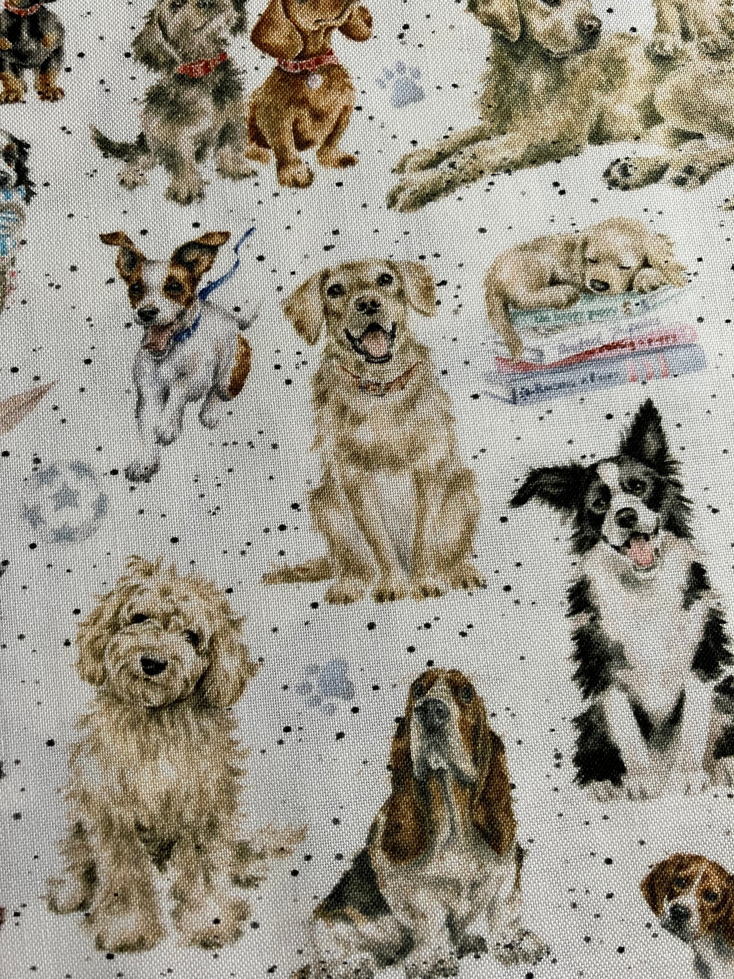 Whiskers and Paws - Dogs