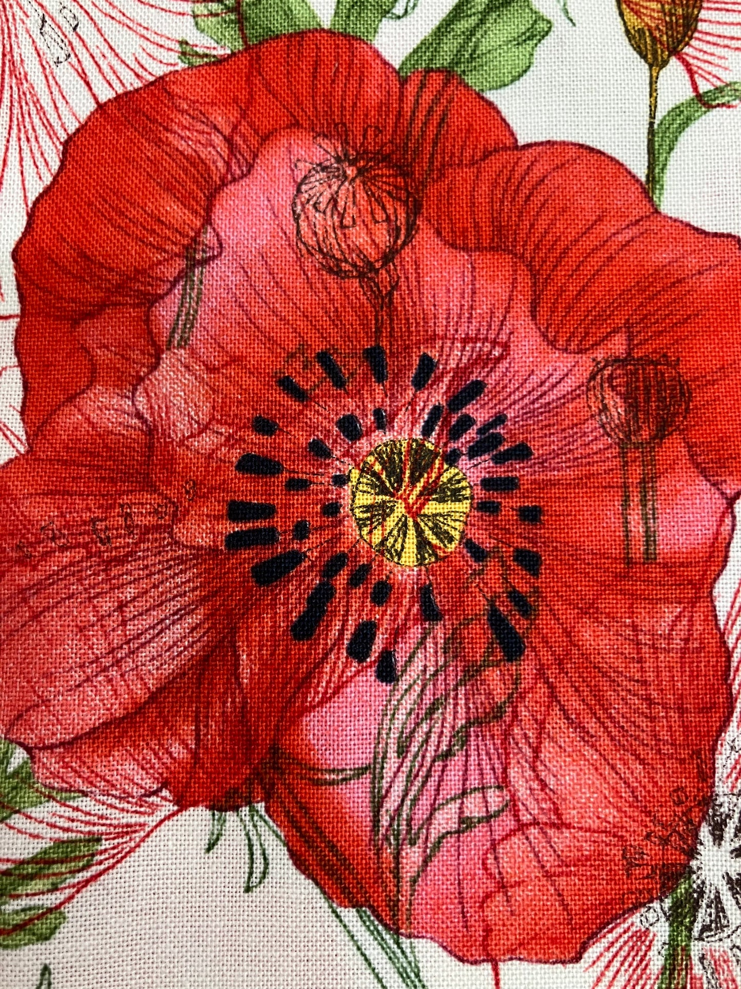 Superbloom - Poppy - Cream