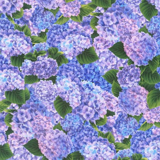 Hydrangea Grace - Lavender