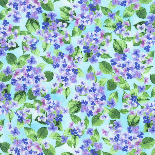 Hydrangea Grace - Sky